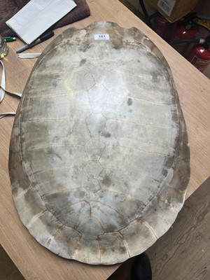 Lot 181 - Natural History: Giant South American River...