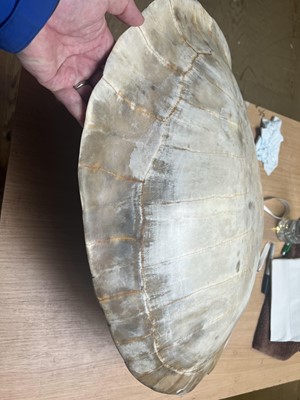 Lot 181 - Natural History: Giant South American River...