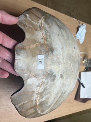 Lot 181 - Natural History: Giant South American River...