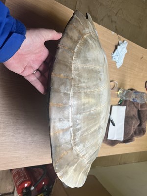 Lot 181 - Natural History: Giant South American River...