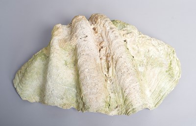 Lot 178 - Conchology: Giant Clam Shell (Tridacna gigas),...