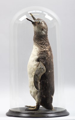Lot 147 - Taxidermy: Megellanic Penguin (Spheniscus...
