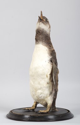 Lot 147 - Taxidermy: Megellanic Penguin (Spheniscus...