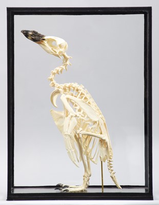 Lot 100 - Skeletons: Megellanic Penguin (Spheniscus...