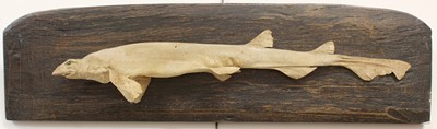 Lot 1110 - Taxidermy: A Preserved Dogfish, late 20th...