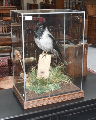 Lot 1113 - Taxidermy: A Cased Hooded Crow (Corvus cornix),...