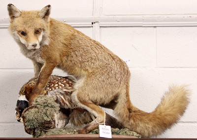 Lot 1120 - Taxidermy: European Red Fox (Vulpes vulpes),...