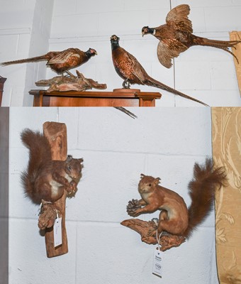 Lot 1109 - Taxidermy: Three Ring-necked Pheasants and two...