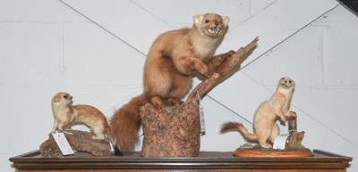 Lot 1119 - Taxidermy: A Pine Marten and Two Stoats, a...