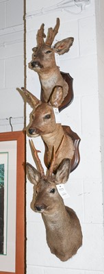 Lot 1111 - Taxidermy: Three European Roe Deers (Capreolus...