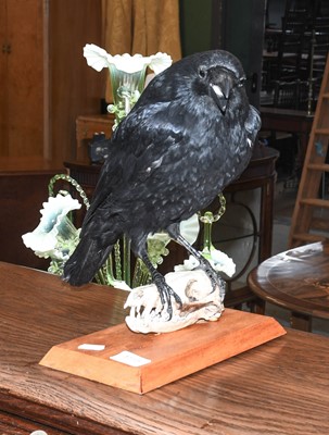 Lot 1115 - Taxidermy: Carrion Crow on Fox Skull (Corvus...