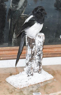 Lot 1112 - Taxidermy: A European Magpie (Pica pica),...