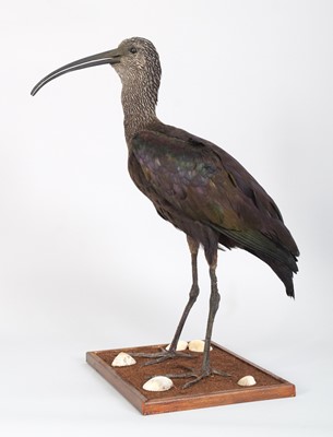 Lot 1126 - Taxidermy: Glossy Ibis (Plegadis falcinellus),...