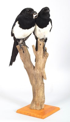 Lot 1125 - Taxidermy: A Pair of European Magpies (Pica...