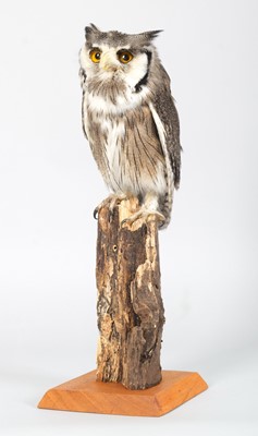 Lot 1127 - Taxidermy: A Northern White-faced Scops Owl...