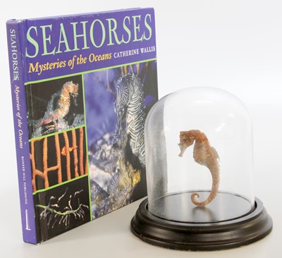 Lot 1125 - Natural History: A Preserved Seahorse and Book,...