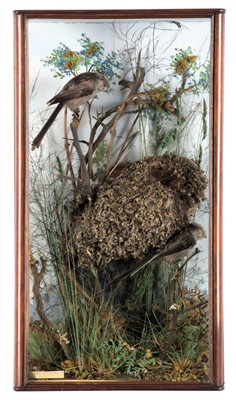 Lot 264 - Taxidermy: A Cased Pair of Long-tailed Tits...