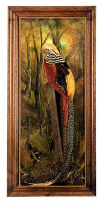 Lot 260 - Taxidermy: A Wall Cased Golden Pheasant...
