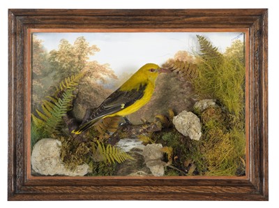 Lot 286 - Taxidermy: A Wall Cased European Golden Oriole...