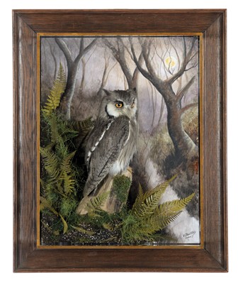 Lot 214 - Taxidermy: A Wall Cased Northern White-faced...