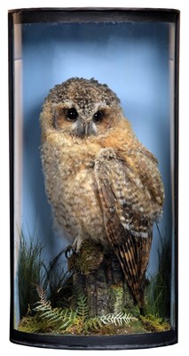 Lot 269 - Taxidermy: A Cased Juvenile Tawny Owl (Strix...