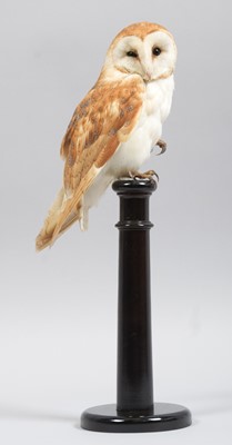 Lot 97 - Taxidermy: European Barn Owl (Tyto alba),...