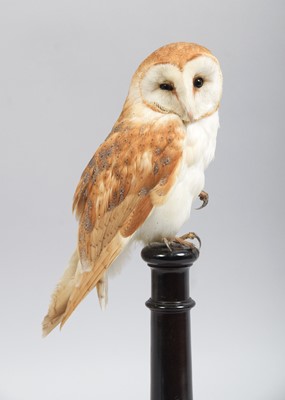 Lot 97 - Taxidermy: European Barn Owl (Tyto alba),...
