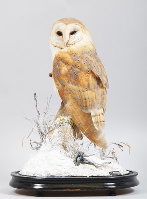 Lot 266 - Taxidermy: European Barn Owl (Tyto alba),...