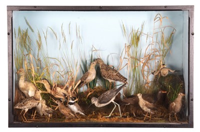 Lot Taxidermy: A Diorama of Wading & Estuary Birds,...