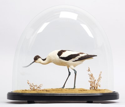 Lot Taxidermy: A Pied Avocet (Recurvirostra...