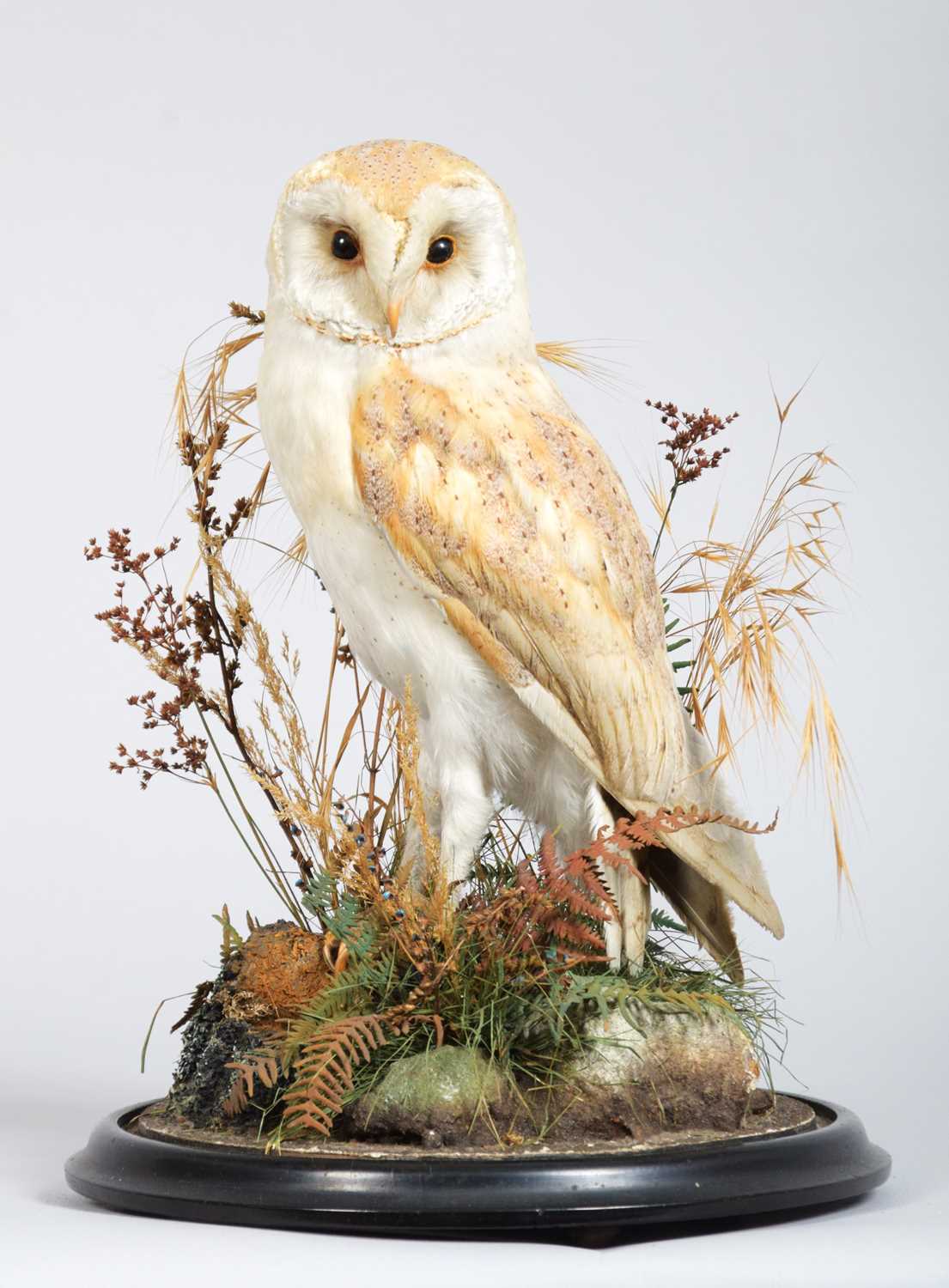 Lot 4 - Taxidermy: A Late Victorian Barn Owl (Tyto...