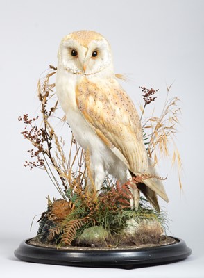 Lot Taxidermy: A Late Victorian Barn Owl (Tyto...