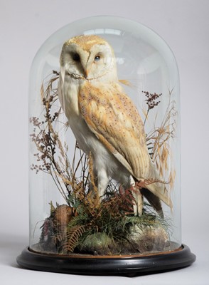 Lot Taxidermy: A Late Victorian Barn Owl (Tyto...