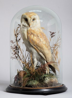 Lot 4 - Taxidermy: A Late Victorian Barn Owl (Tyto...
