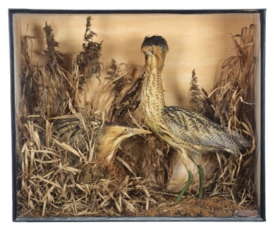 Lot Taxidermy: A Victorian Cased Pair of Eurasian...