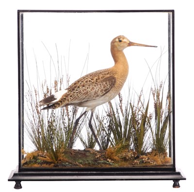 Lot Taxidermy: A Cased Black-tailed Godwit (Limosa...