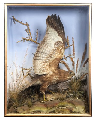 Lot Taxidermy: A Late Victorian Cased Common...