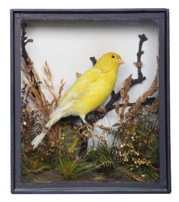 Lot Taxidermy: A Late Victorian Cased Yellow...