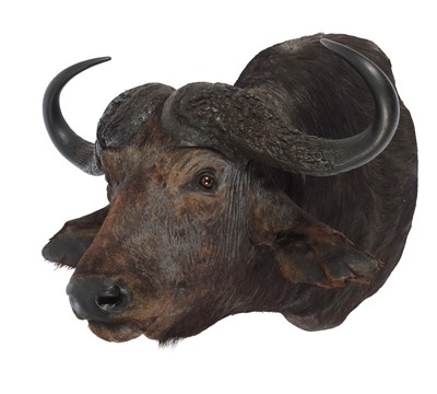 Lot 32 - Taxidermy: Cape Buffalo (Syncerus caffer), mid-...