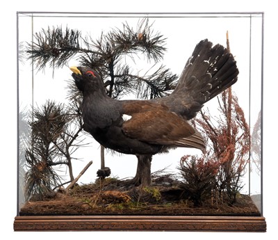 Lot Taxidermy: A Large Cased Western Capercaillie...