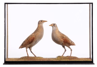 Lot Taxidermy: A Cased Pair of Corncrake (Crex...