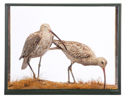 Lot Taxidermy: A Cased Pair of Common Curlews...