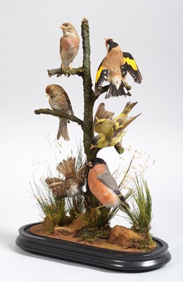 Lot Taxidermy: A Late Victorian Display of British...
