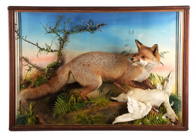 Lot Taxidermy: A Large Cased European Red Fox...