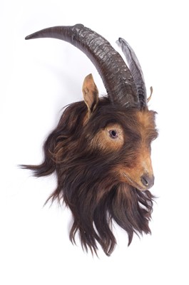 Lot 1149 - Taxidermy: Scottish Domestic Goat (Capra...