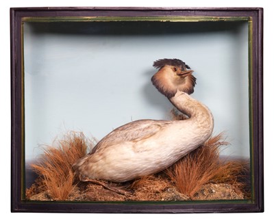 Lot Taxidermy: A Cased Great Crested Grebe...