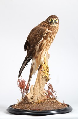 Lot Taxidermy: A Hen Harrier Under Dome (Circus...