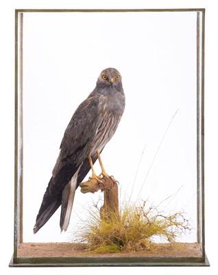 Lot Taxidermy: A Cased Montagu's Harrier (Circus...