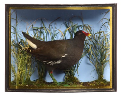 Lot Taxidermy: A Cased Common Moorhen (Gallinula...