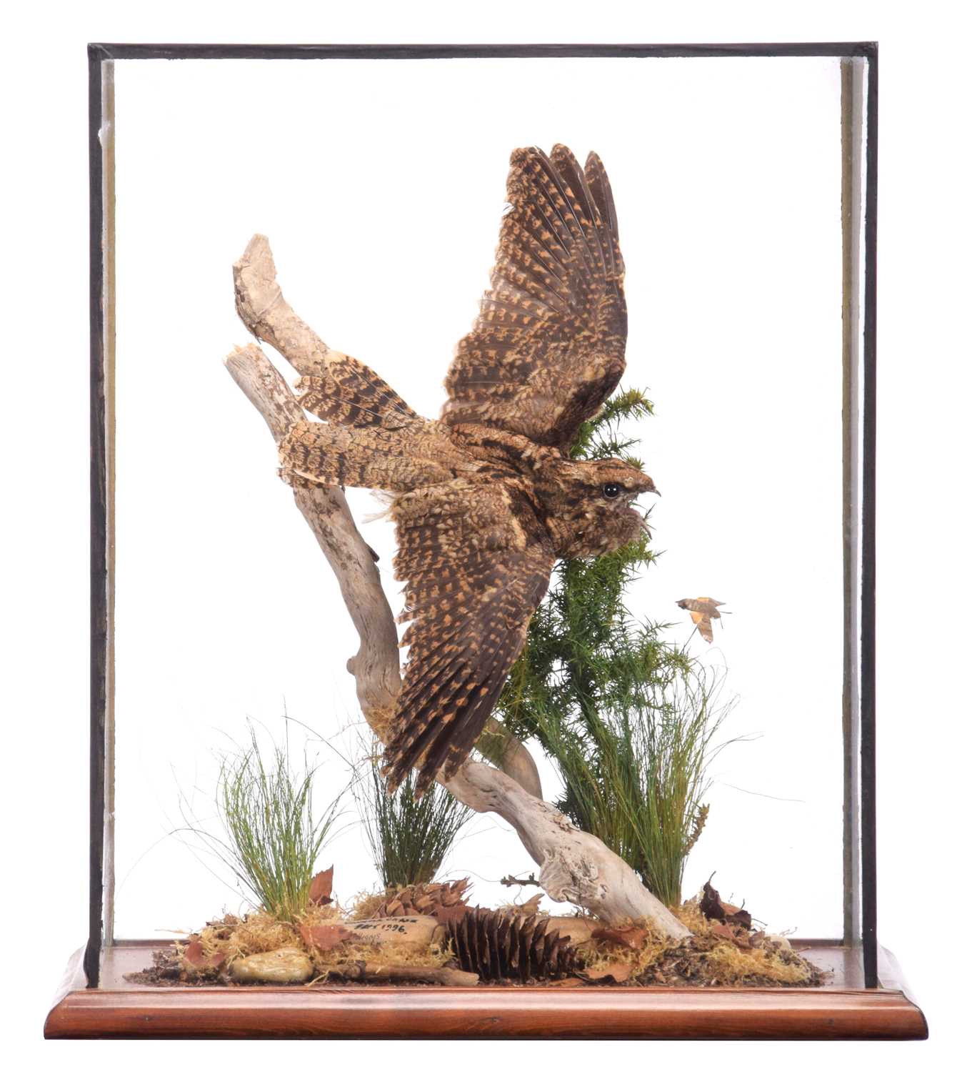 Lot Taxidermy: A Cased European Nightjar...